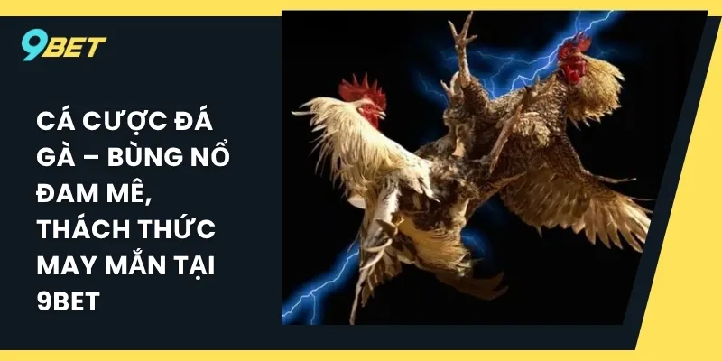 Cá cược đá gà