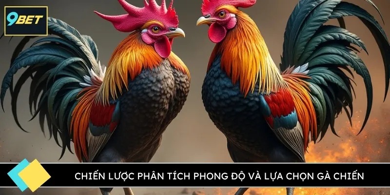 Chiến lược phân tích phong độ và lựa chọn gà chiến